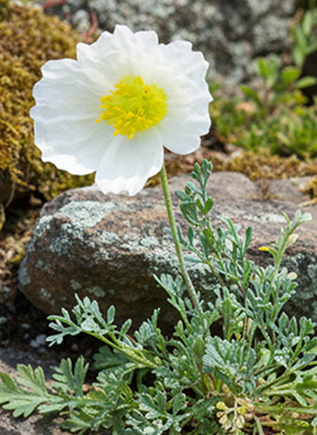 Papaver alpinum